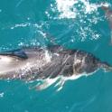 24 Dolphins at Kaikoura 2